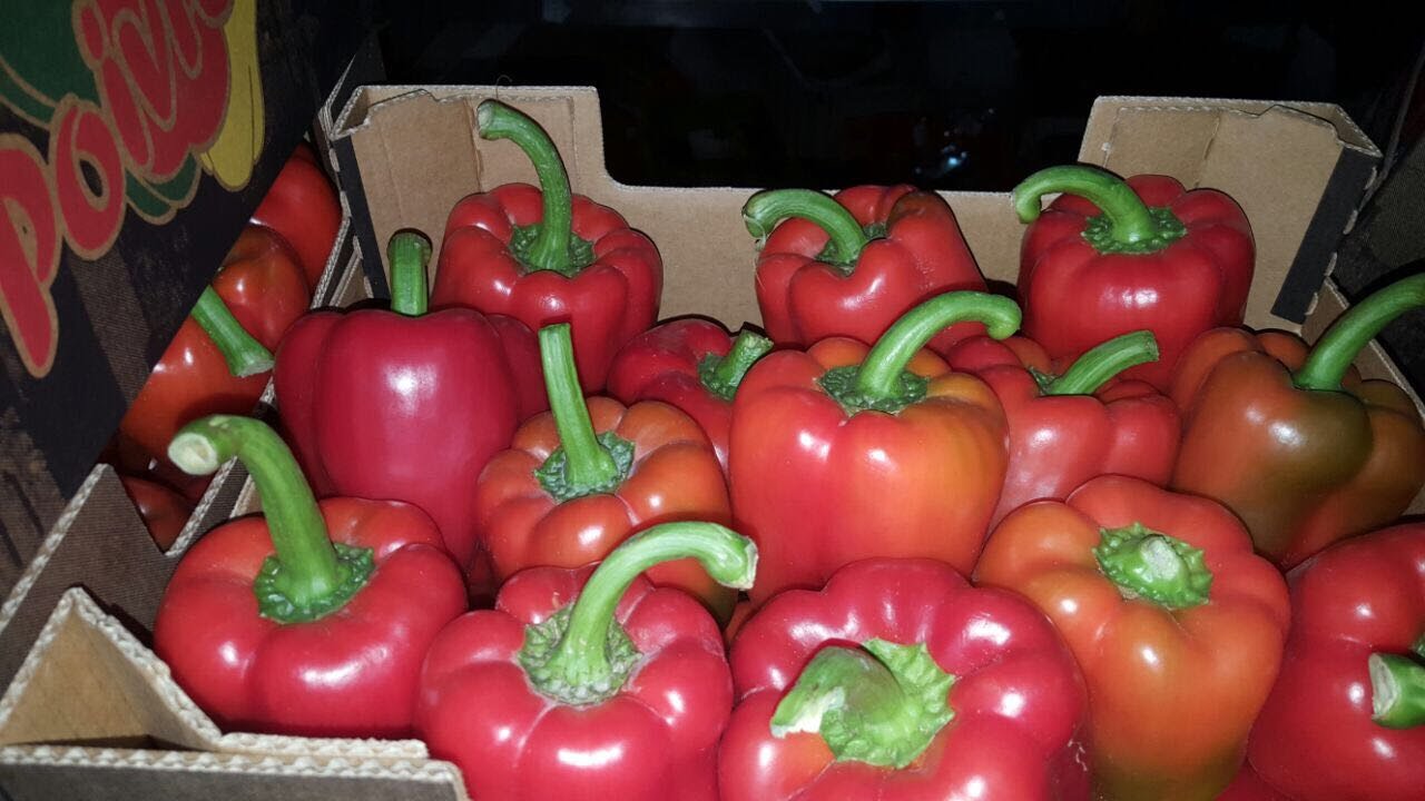 Pimiento rojo de California a la venta, gato 1, 80+, cartón de 5 kg