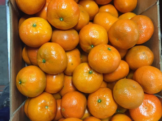 Vendo NADORCOTT, tamaño 2-3-4, caja de cartón 10 kg,