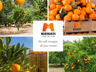 Pre Ordenar naranjas de Valencia del sol Skala Laconia,