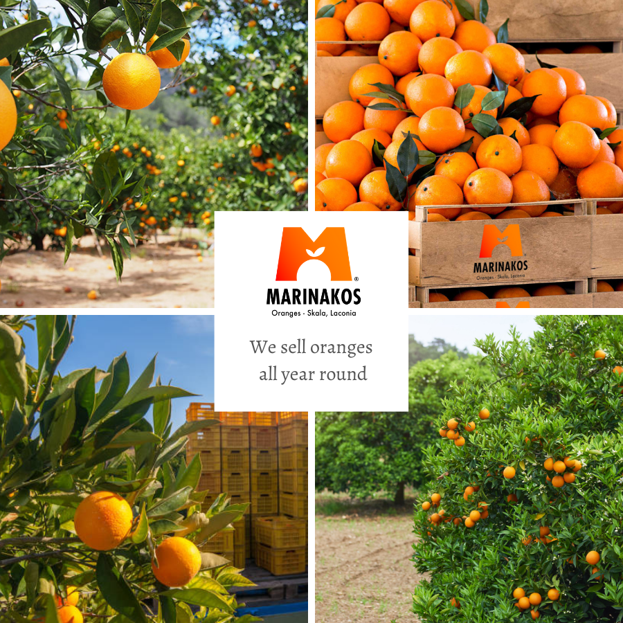 Pre Ordenar naranjas de Valencia del sol Skala Laconia, Grecia una tierra de sol y jugosas NARANJAS dulces