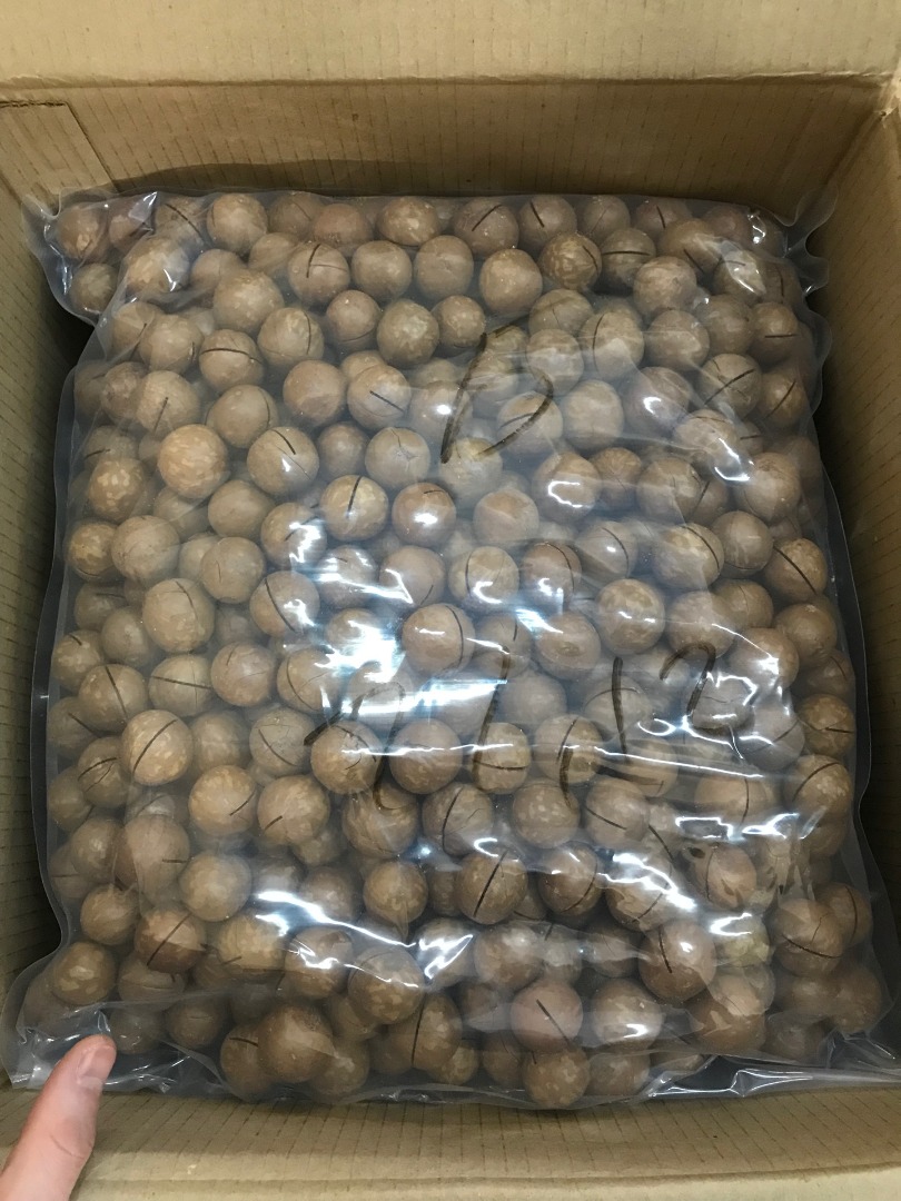 vendemos nueces de macadamia naturales sin procesar únicas en cáscaras de la más alta calidad de Rusia