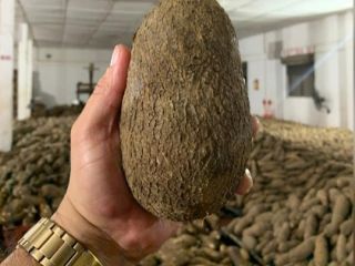 Un ñame es un tubérculo comestible, con una piel