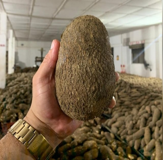 Un ñame es un tubérculo comestible, con una piel dura y de color marrón a gris rosáceo