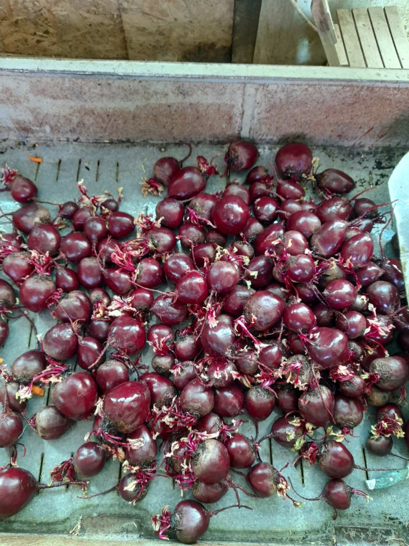 Remolacha de origen serbio, arancel 0%