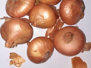 Cebolla rumana de la producción de cebollino 2020. Las