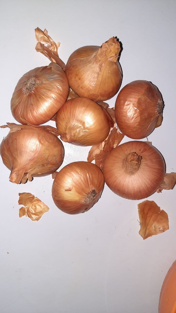 Cebolla rumana de la producción de cebollino 2020