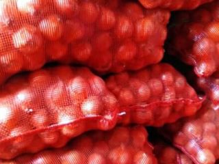 Cebolla de origen serbio, calibre 50+, embalaje previo acuerdo,