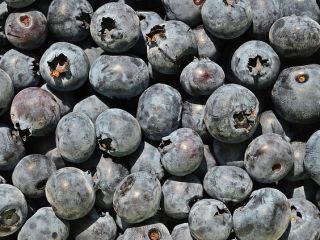 Venderé arándanos americanos a granel. País de origen: España,