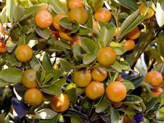 Venderé mandarinas a granel. País de origen: España, Marruecos,