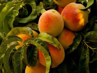Venderé melocotones a granel. País de origen: España, Marruecos,