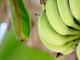 Venderé bananas de Ecuador a granel. Correo electrónico