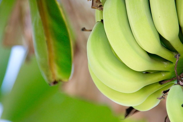 Venderé bananas de Ecuador a granel