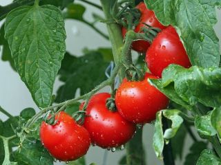 Venderé tomates a granel. País de origen: España, Marruecos,