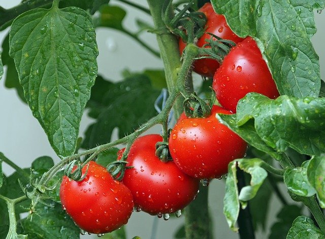 Venderé tomates a granel