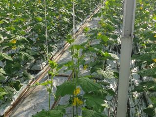 Hola, somos un productor de pepinos molidos en invernadero.