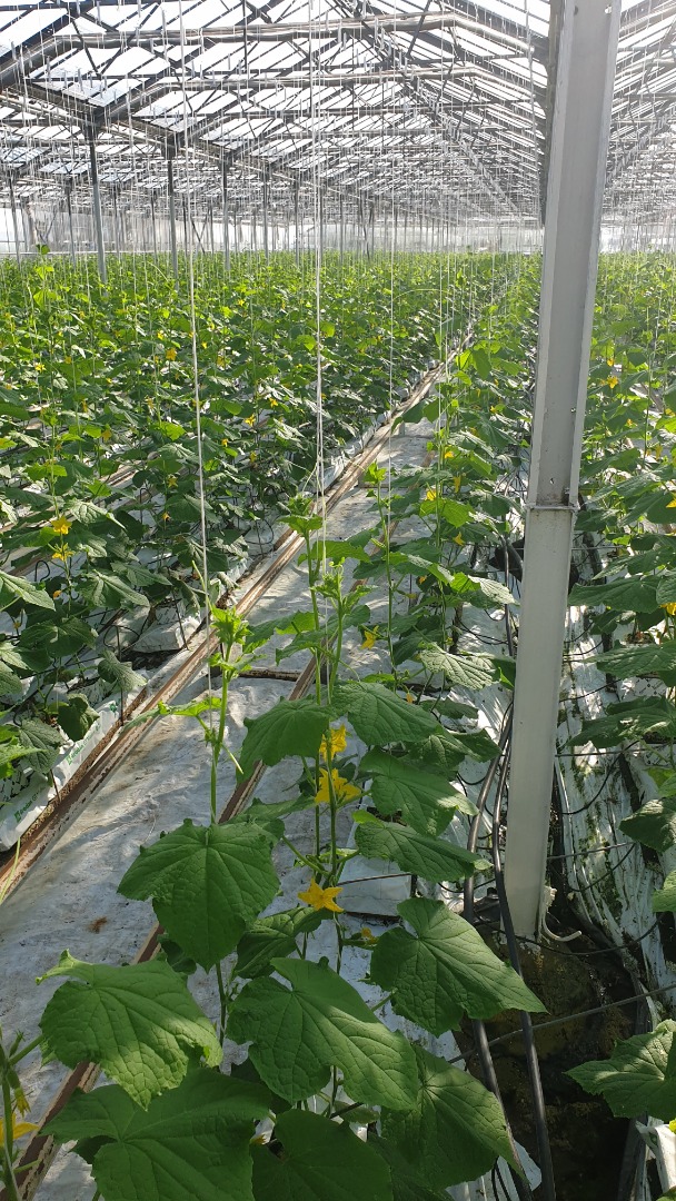 Hola, somos un productor de pepinos molidos en invernadero