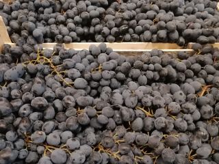 Hola, somos un importador de uvas negras de Moldavia.