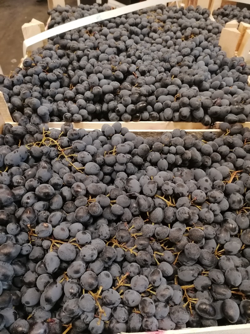 Hola, somos un importador de uvas negras de Moldavia
