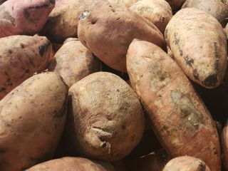 BATATA Dominicana. También conocido regionalmente como boinato o camote.