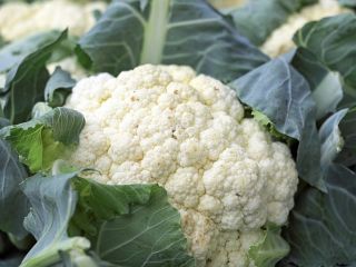 Venderé coliflor de España, cantidades al por mayor. Correo