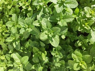 Venderé menta, cantidades al por mayor. País de origen: