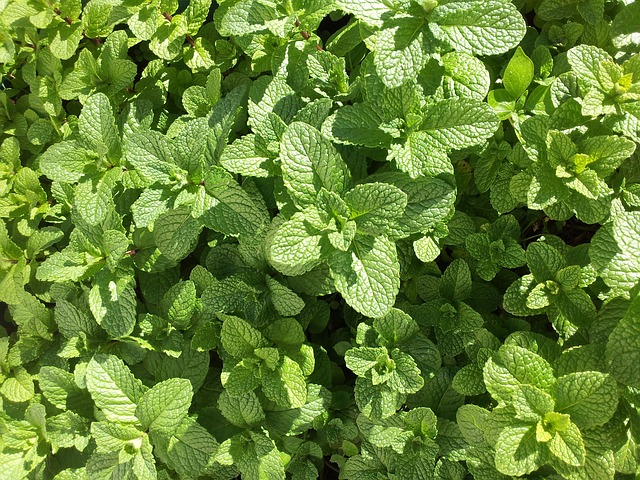 Venderé menta, cantidades al por mayor
