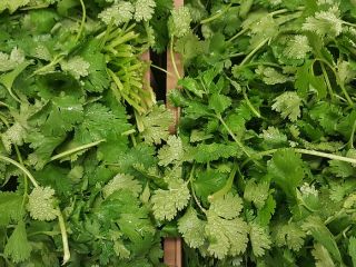 Venta de cilantro, cantidades al por mayor. País de
