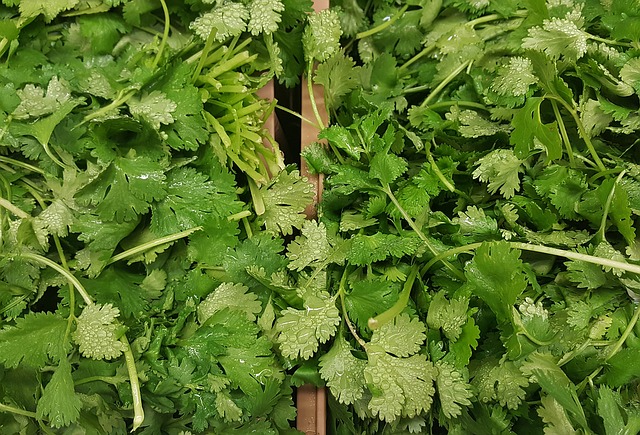 Venta de cilantro, cantidades al por mayor