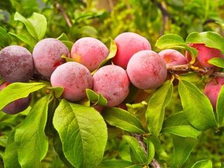 Venderé ciruelas de España, cantidades al por mayor. Correo