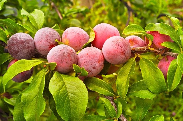 Venderé ciruelas de España, cantidades al por mayor