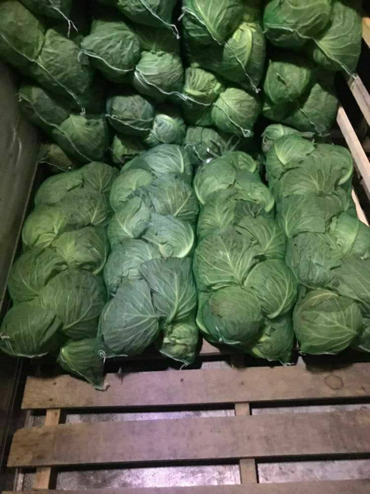 Repollo joven importado de Uzbekistán