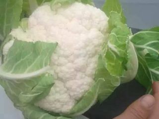 Coliflor de Uzbekistán, tamaño 1 - 2,5 kg cada