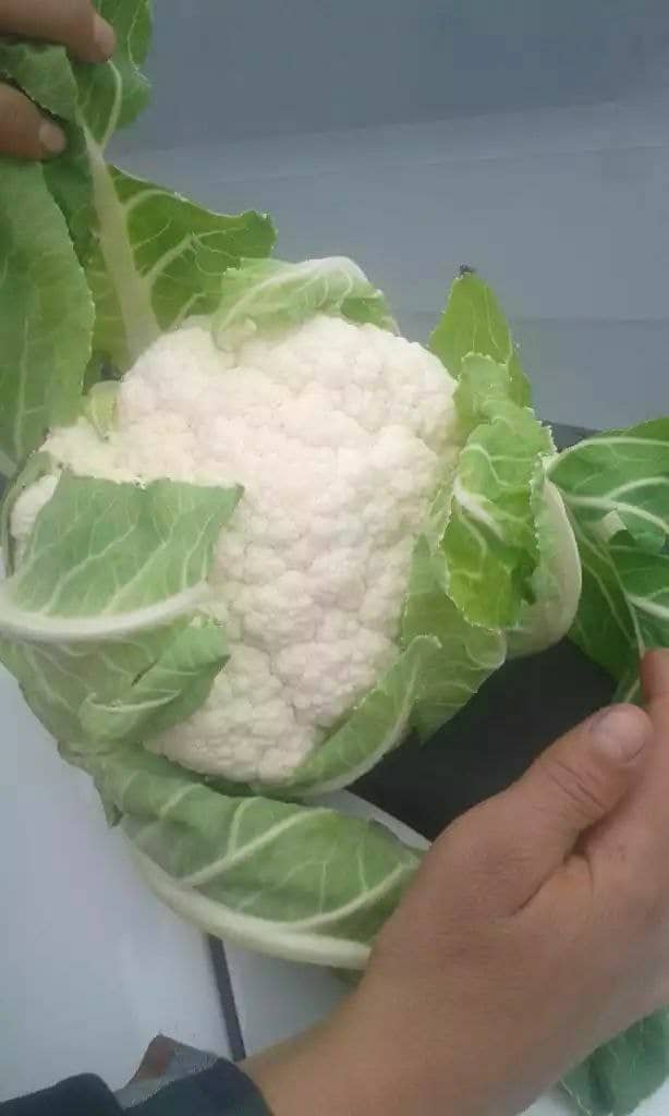 Coliflor de Uzbekistán, tamaño 1 - 2,5 kg cada una