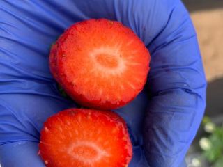 El productor egipcio de fresas congeladas venderá grandes cantidades