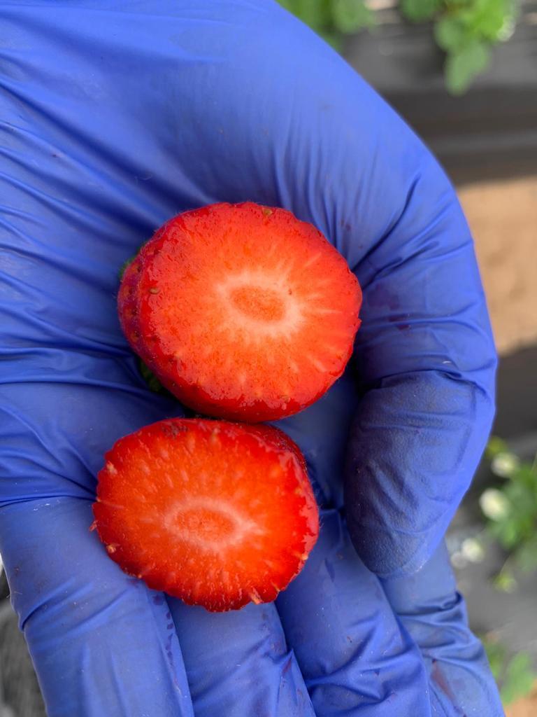 El productor egipcio de fresas congeladas venderá grandes cantidades de fresas frescas y de buen color para la cosecha de este año