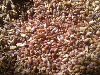 Semillas de ajo (VOZDUSHKA) variedad "SOFIEVSKY" 100% germinación Las