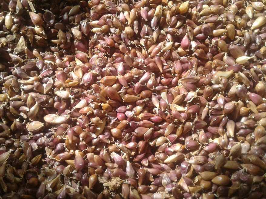 Semillas de ajo (AIR) de la variedad "SOFIEVSKY" Capacidad de germinación del 100% Airy SEMILLAS de ajo se pueden plantar en el suelo tanto en otoño antes del