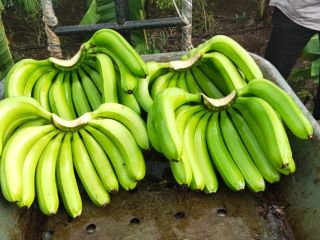 Plátano Cavendish Tamaño -11 a 18 cm Pulpa hasta