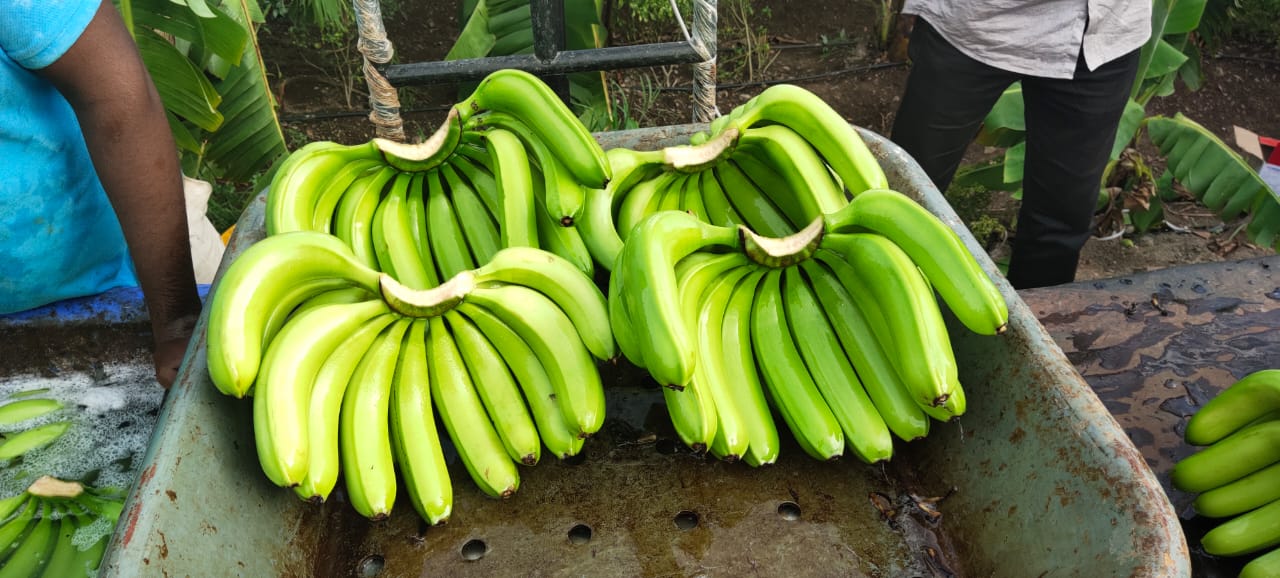 Plátano Cavendish Tamaño -11 a 18 cm Pulpa hasta la punta
