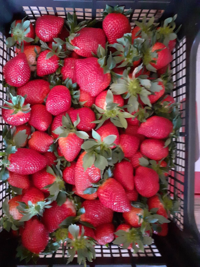 Ofrezco para la exportación, en gran cantidad, calidad perfecta Directamente desde Grecia, NARANJAS, LIMONES, FRESAS SANDÍAS Y ACEITE 100% VIRGIL