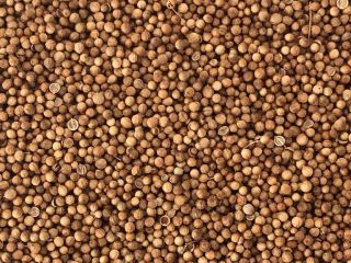 Cilantro de excelente calidad, pureza 2, mitades 5, humedad