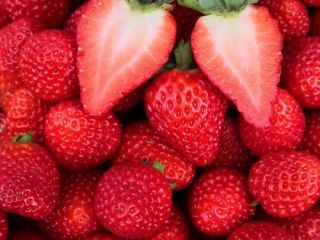 Nuestras fresas se cultivan en Sinop. Garantizamos la calidad