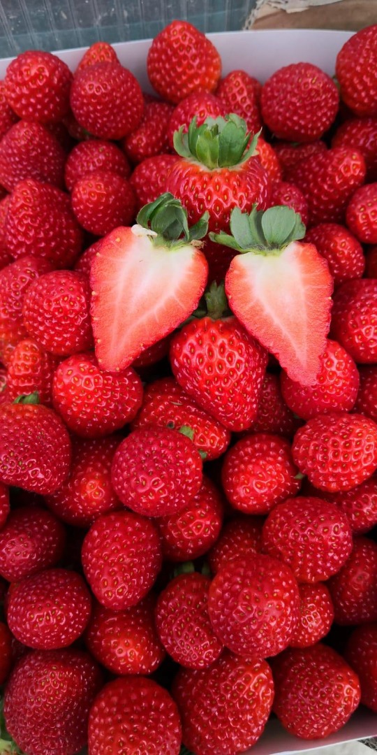 Nuestras fresas se cultivan en Sinop