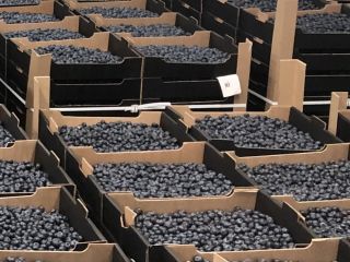 Hasta 300 toneladas de arándanos disponibles en verano de