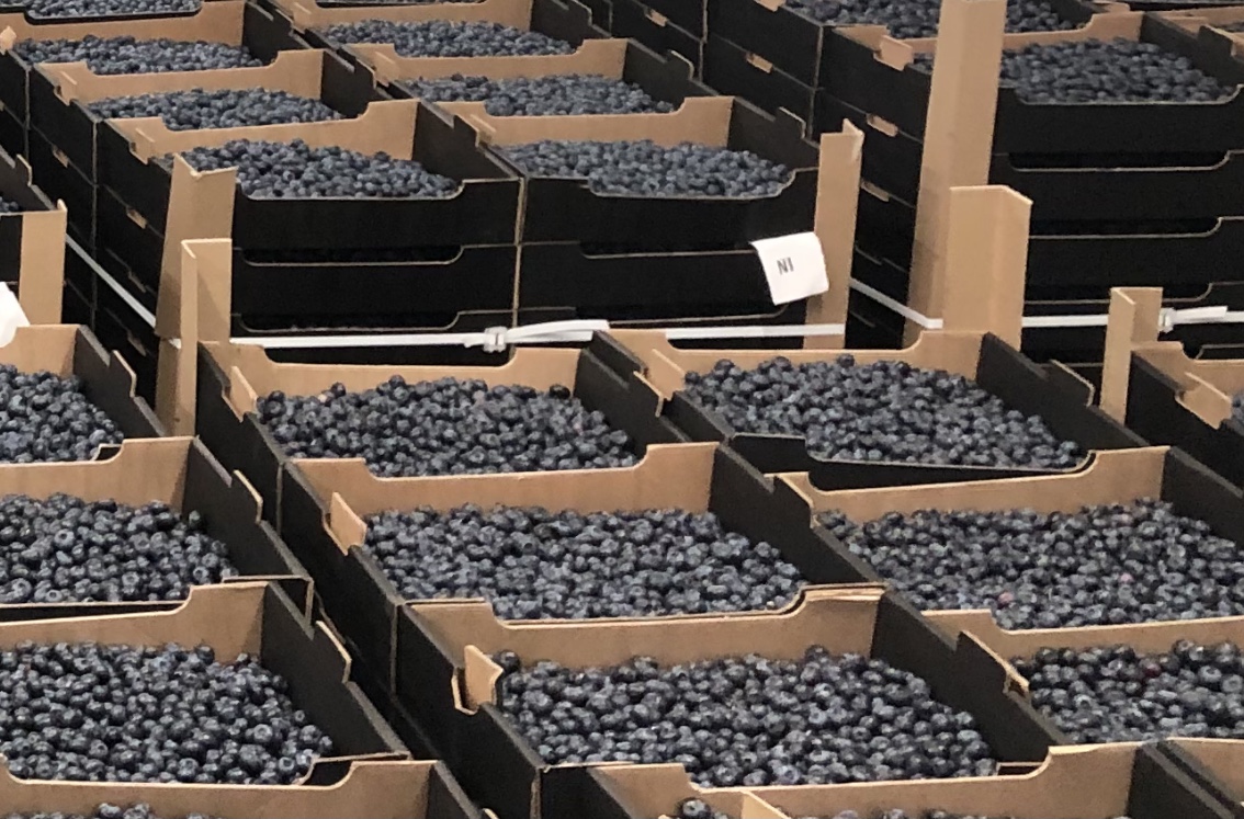 Hasta 300 toneladas de arándanos disponibles en verano de 2021
