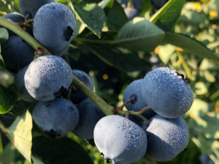 Hasta 300 toneladas de arándanos disponibles en verano de