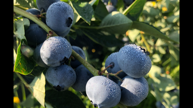 Hasta 300 toneladas de arándanos disponibles en verano de 2021