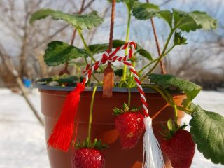 FRESAS EN LA BARRA EN CRISOLES. El precio oscila