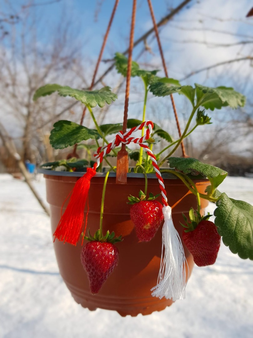 FRESAS EN LA BARRA EN CRISOLES
