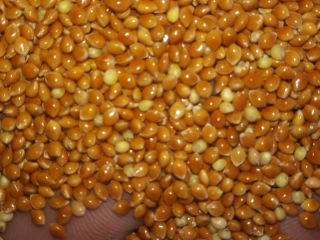 Mijo amarillo 100 toneladas y rojo 50 toneladas en